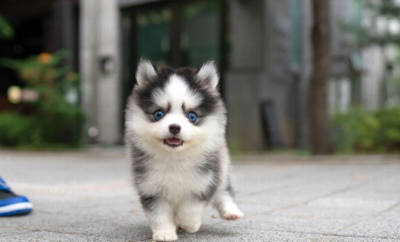Puppy Name : Flash