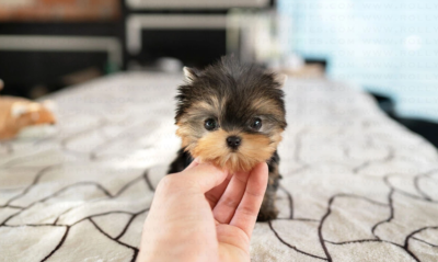 Puppy Name : Coco