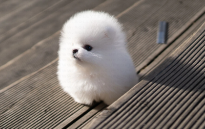 Puppy Name : Cloud