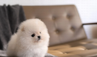 Puppy Name : Puff