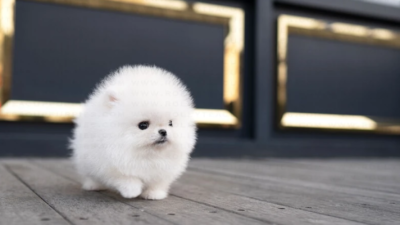 Puppy Name : Paco