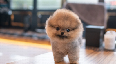 Puppy Name : Teddy