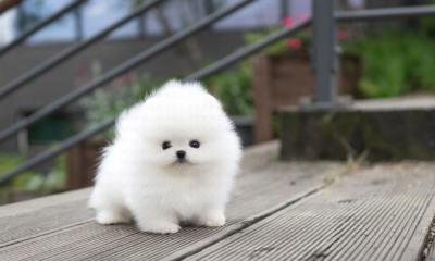Puppy Name : Sierra