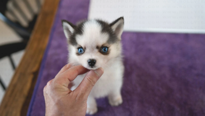 Puppy Name : Nikke