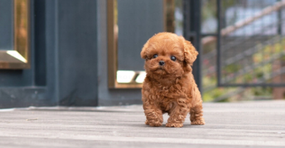 Puppy Name : Ginger