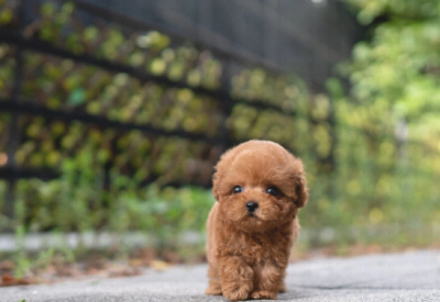 Puppy Name : Kong