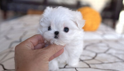 Puppy Name : Lizzie
