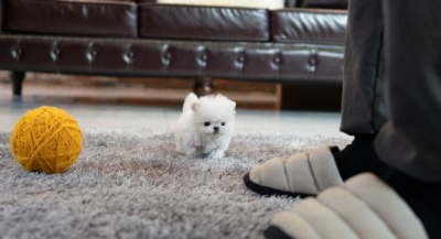 Puppy Name : Gabby