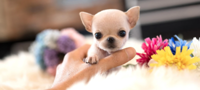 Puppy Name : Daisy