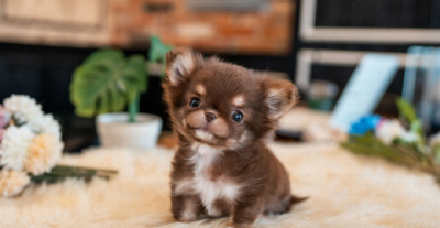 Puppy Name : Snickers