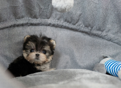 Puppy Name : Halcrow