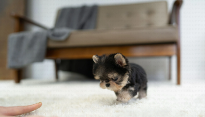 Puppy Name : Emma