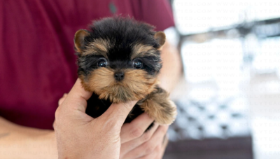 Puppy Name : Tyson