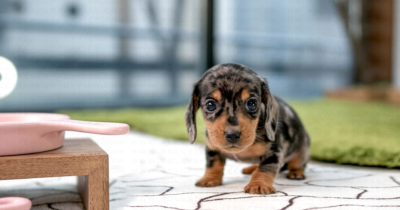 Puppy Name : Paulie
