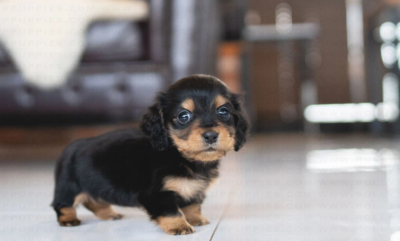 Puppy Name : Lucy