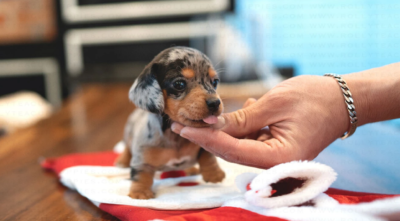 Puppy Name : Jessie