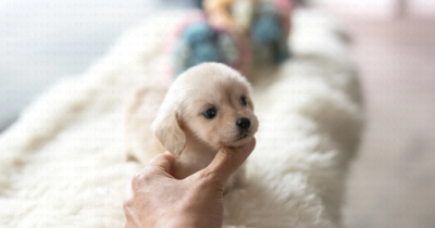 Puppy Name : love