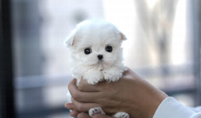 Puppy Name : Penelope