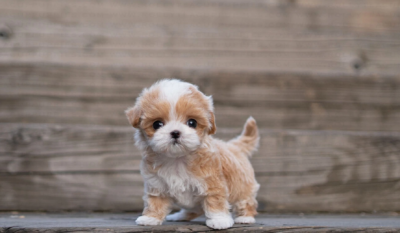 Puppy Name : Sophie