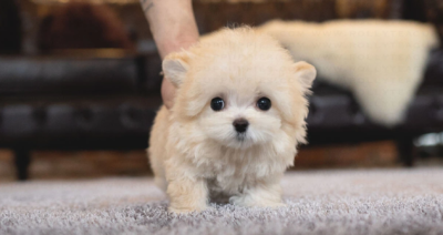 Puppy Name : Mars