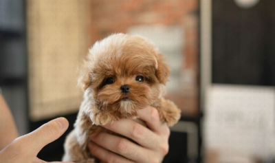 Puppy Name : Donut