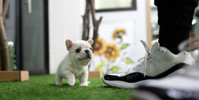 Puppy Name : Potato