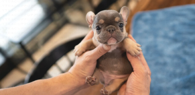Puppy Name : Gabby