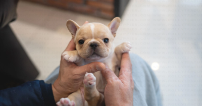 Puppy Name : Queso