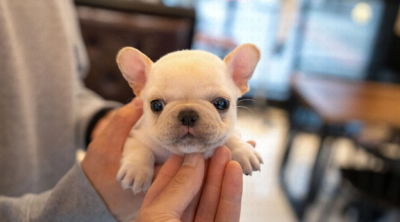 Puppy Name : BENNIE
